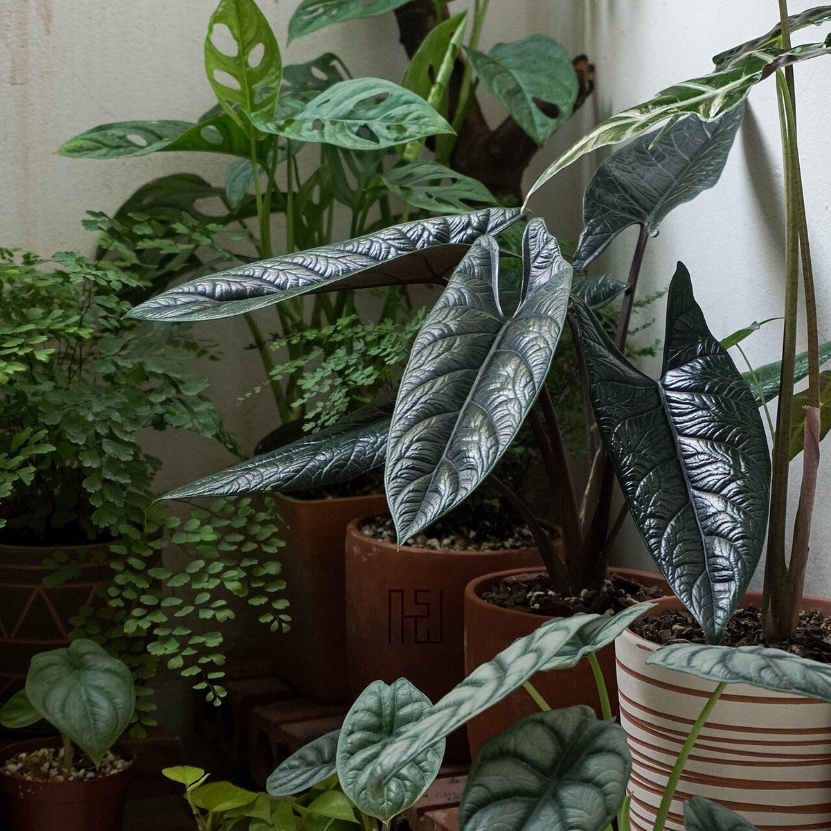 Alocasia Light Requirements, BabaBerry plant guide