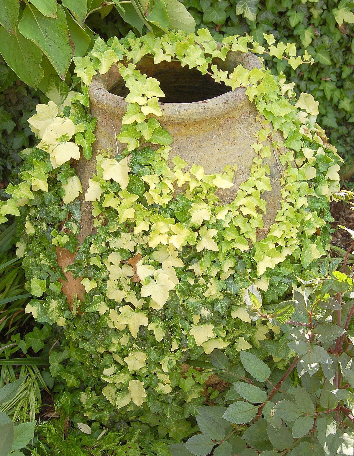 Hedera Helix Light Requirements, BabaBerry plant guide