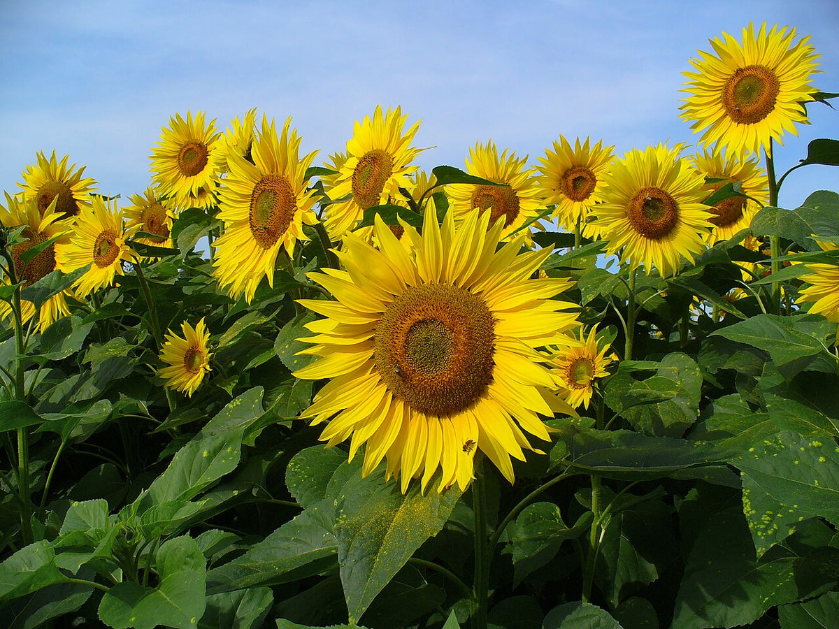 Sunflower Light Requirements, BabaBerry plant guide