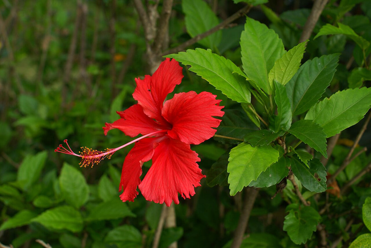 Hibiscus Light Requirements, BabaBerry plant guide