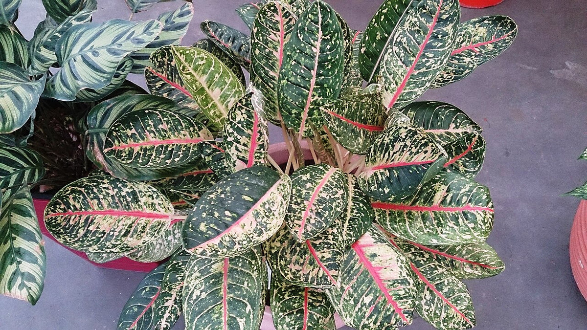 How Often to Water a Maranta, BabaBerry plant guide