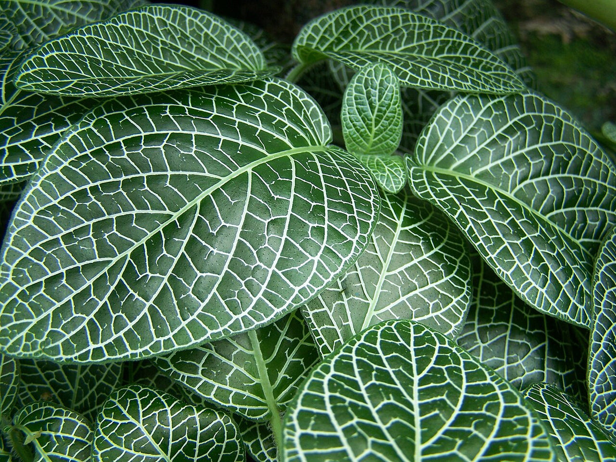 How Often to Water a Fittonia, BabaBerry plant guide