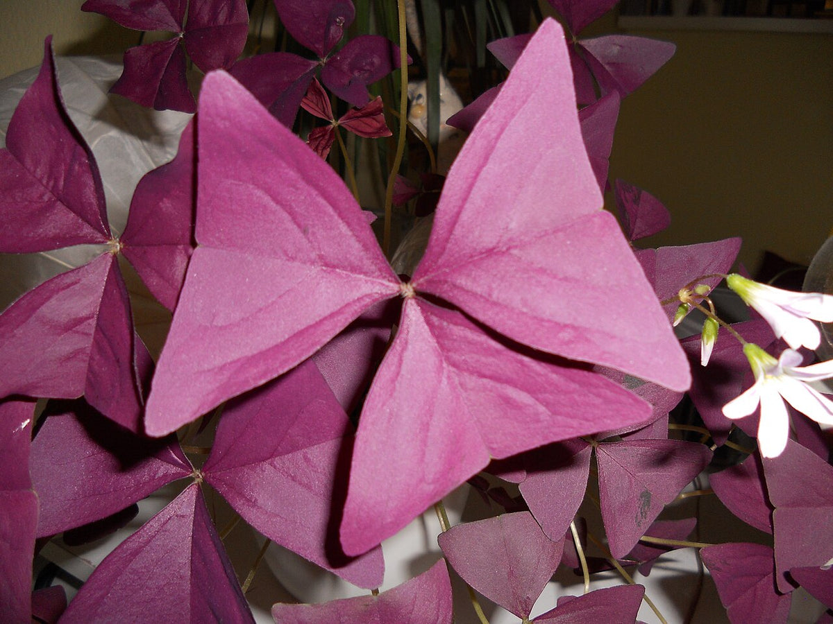 Oxalis Light Requirements, BabaBerry plant guide