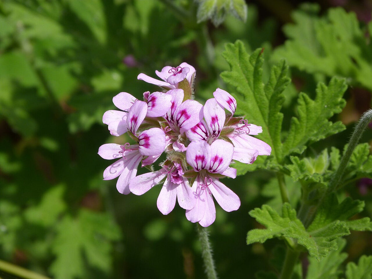 Scented Geranium Light Requirements, BabaBerry plant guide