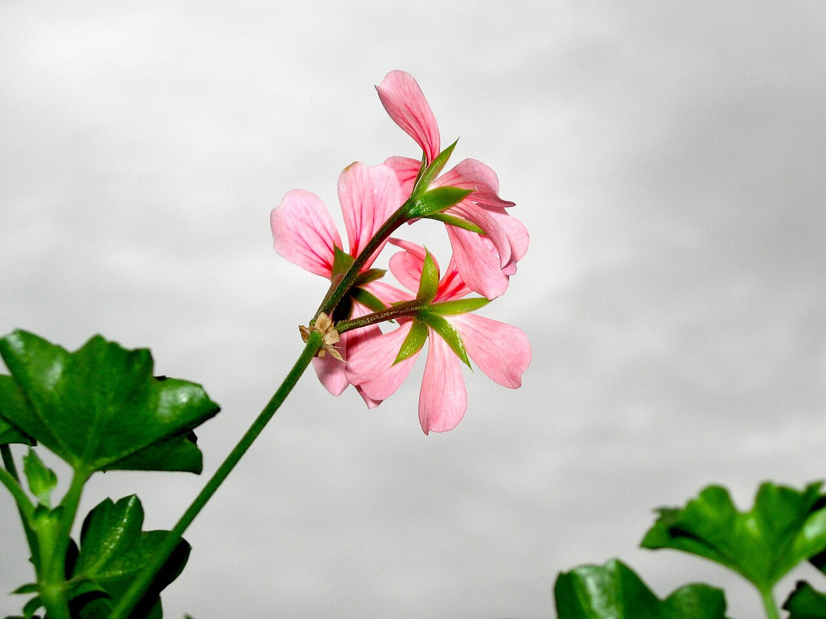 Geranium Light Requirements, BabaBerry plant guide