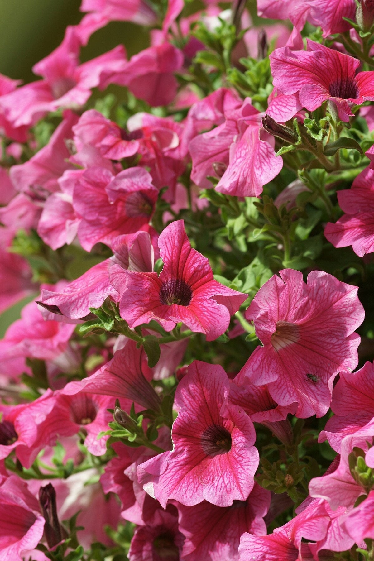 Petunia Light Requirements, BabaBerry plant guide