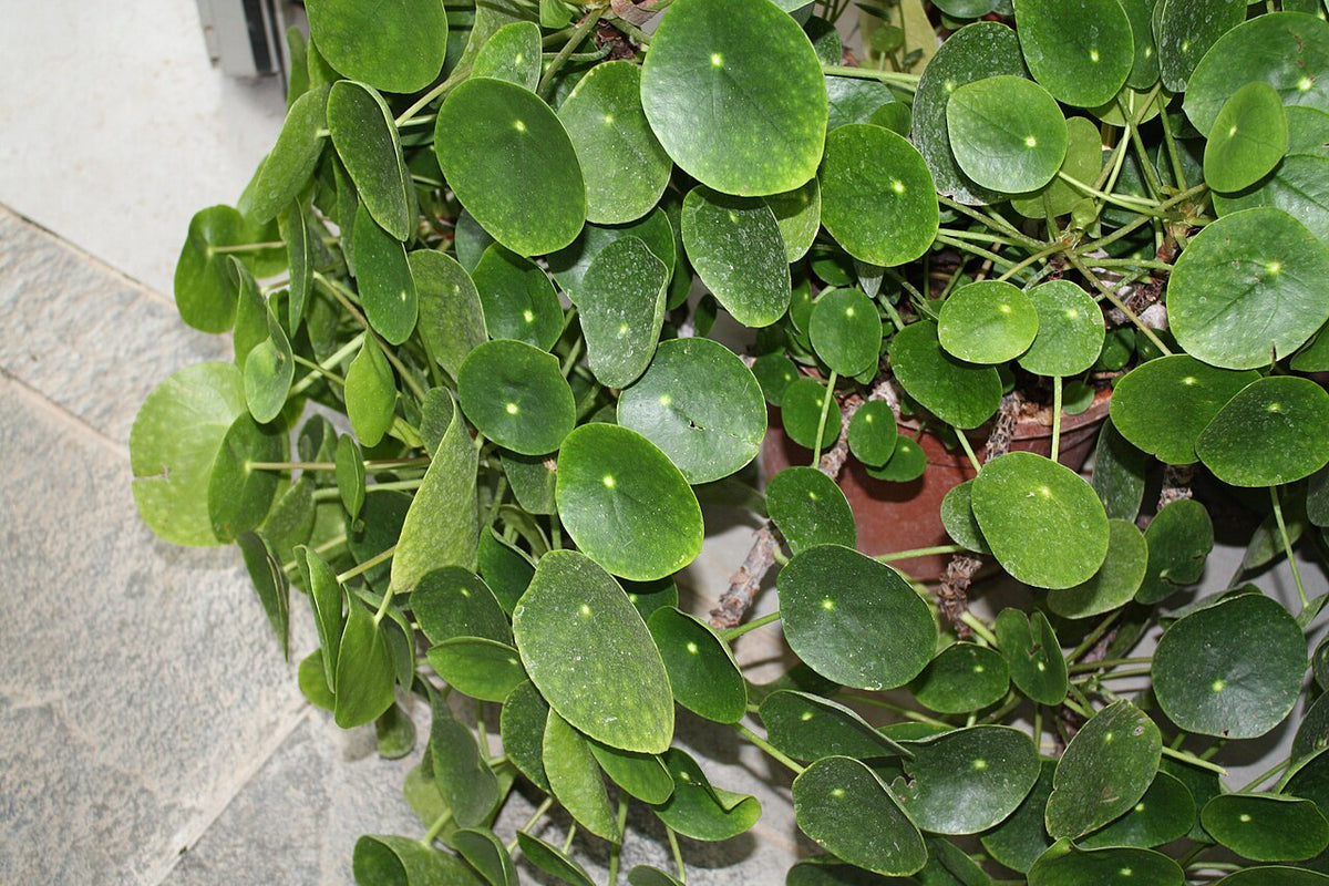 Pilea Light Requirements, BabaBerry plant guide
