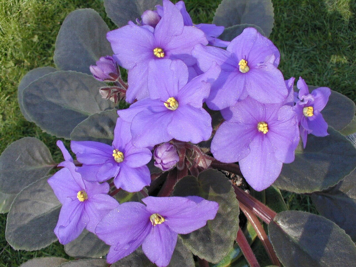 Saintpaulia Light Requirements, BabaBerry plant guide
