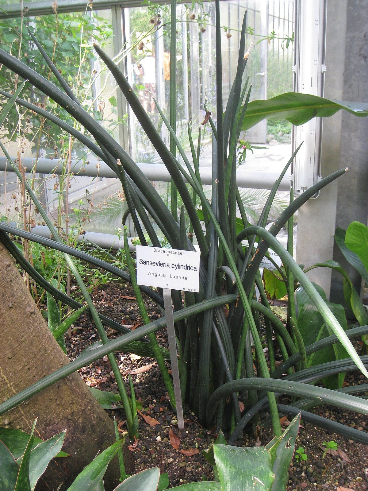 Spear Sansevieria Light Requirements, BabaBerry plant guide