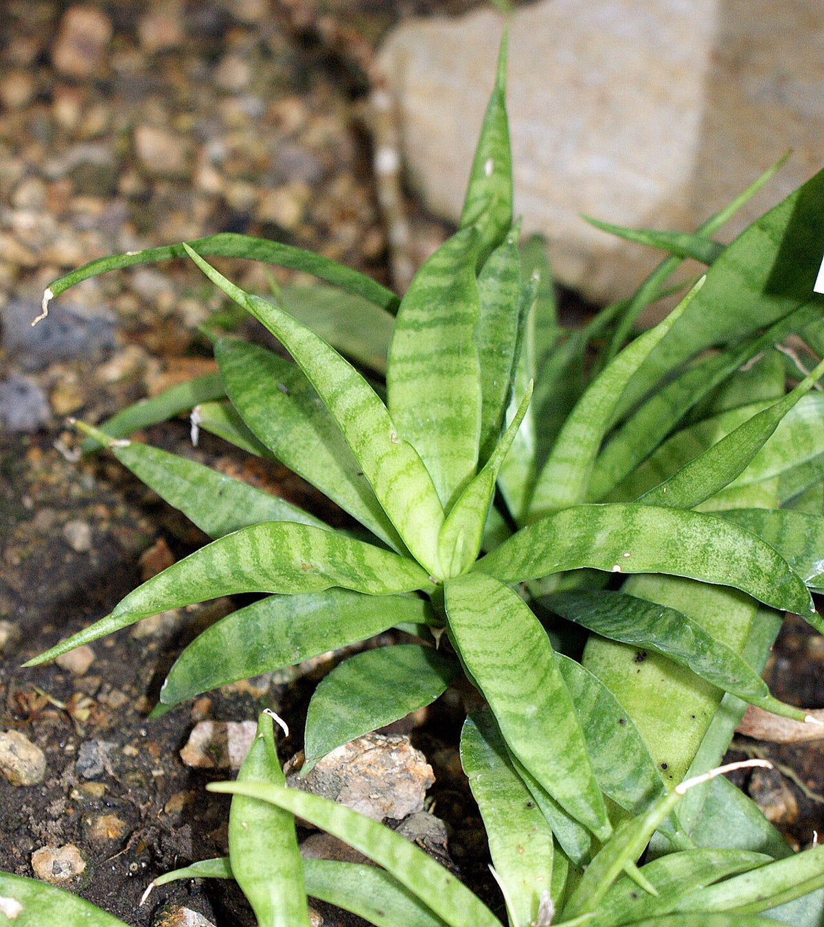 Sansevieria Parva Light Requirements, BabaBerry plant guide