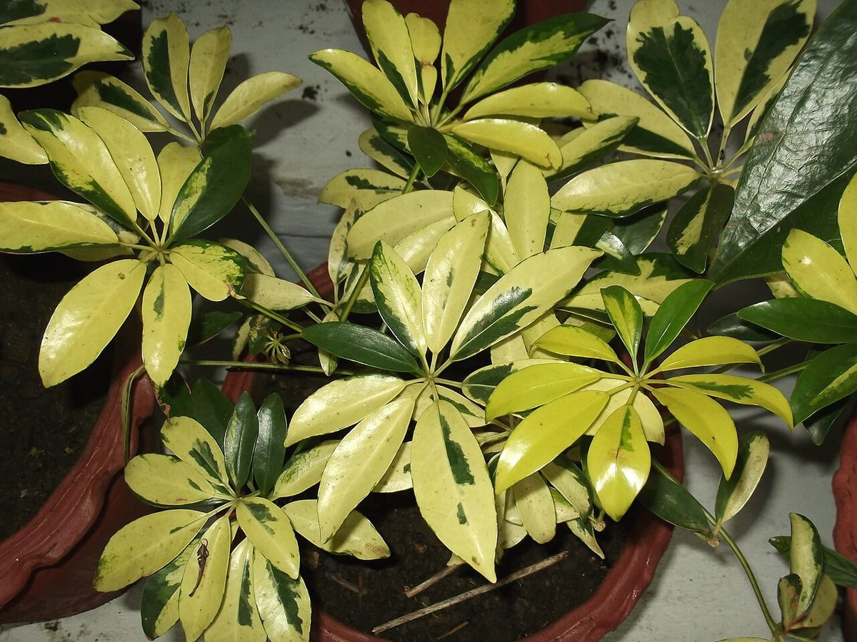 Dwarf Umbrella Plant Light Requirements, BabaBerry plant guide