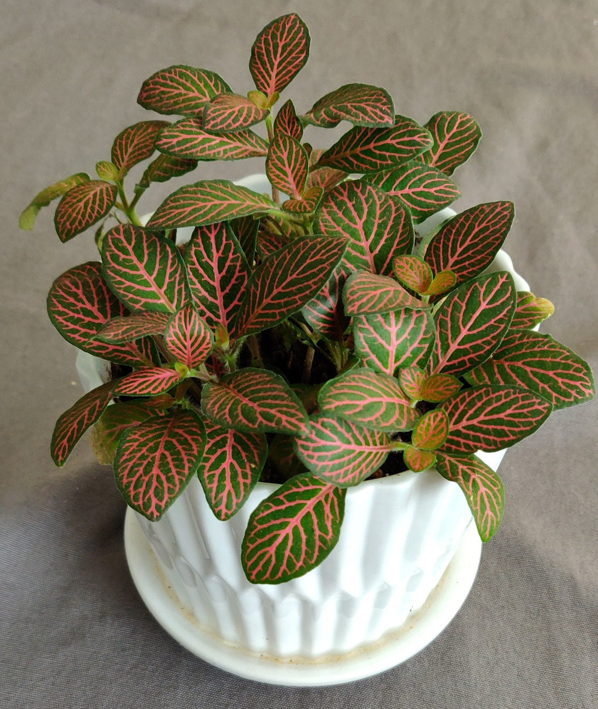 Fittonia Light Requirements, BabaBerry plant guide