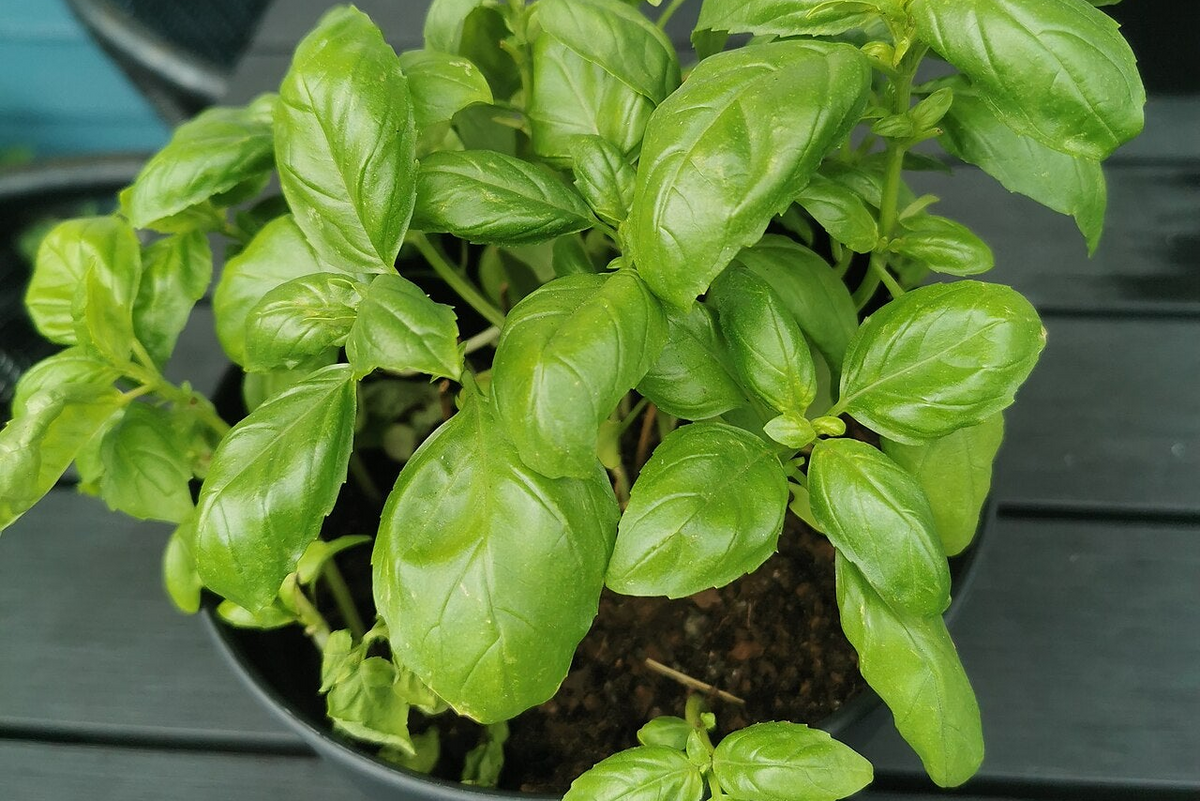 How to Water an Indoor Herb Garden