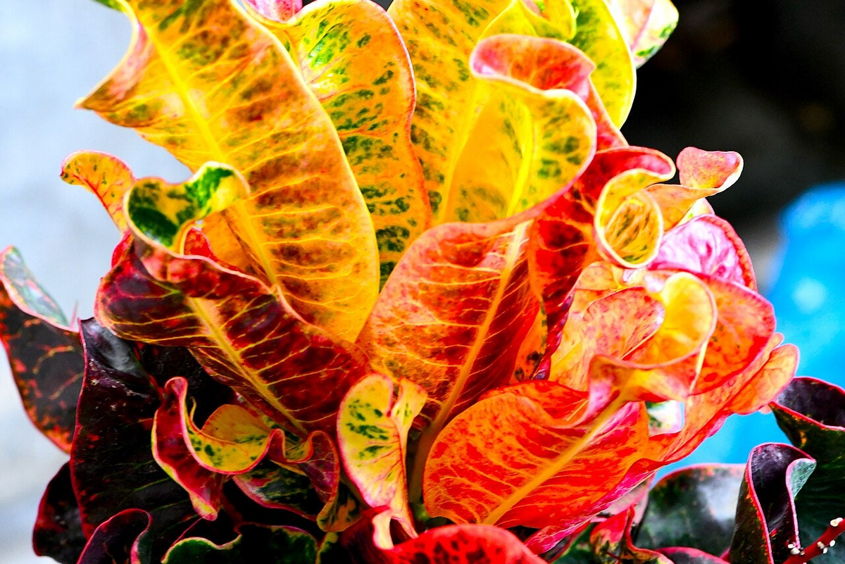 Croton Plant Care: How to Water Crotons Indoors