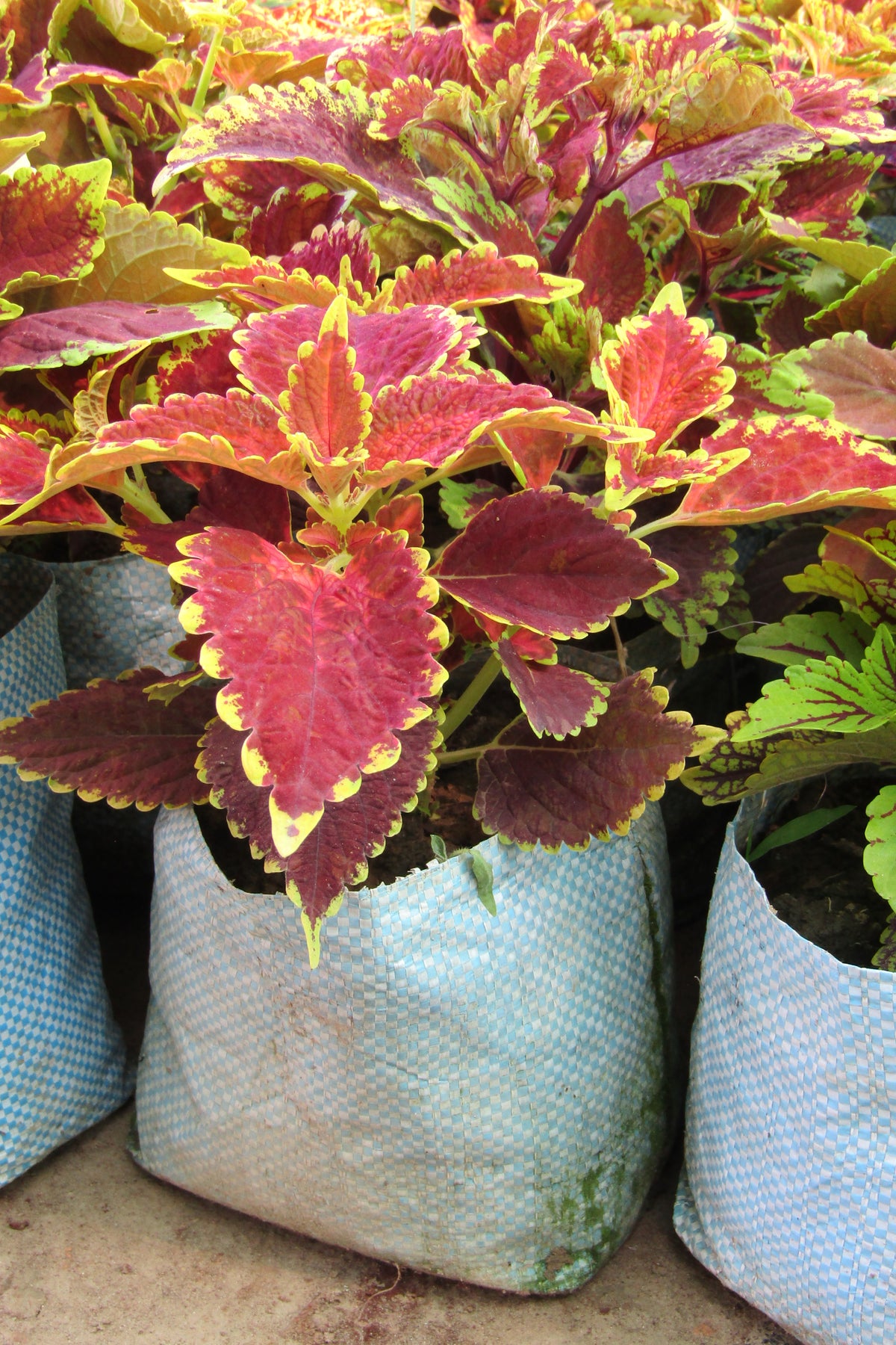 Coleus plant variegated leaves outdoor garden to water while on vacation for 2 weeks with self watering spikes