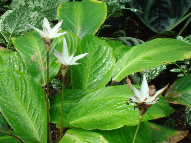 Calathea plant foliage — calathea light requirements guide