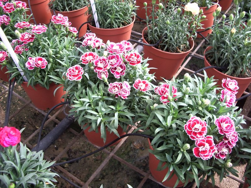 Dianthus plant foliage — dianthus light requirements guide