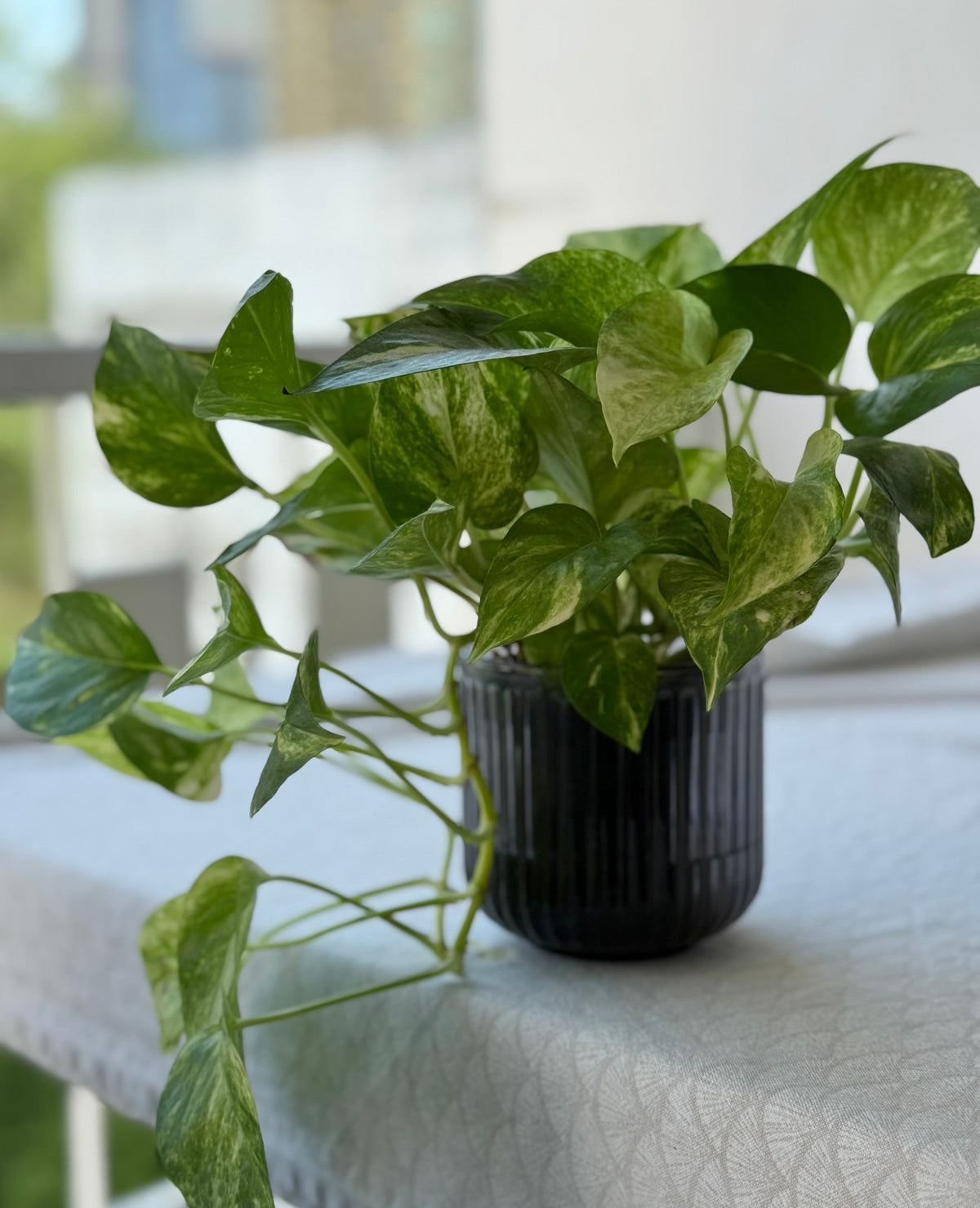 Pothos plant foliage — pothos light requirements guide