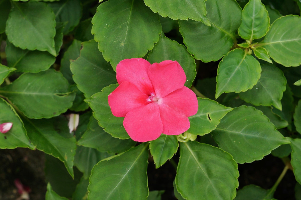 Impatiens plant foliage — impatiens light requirements guide