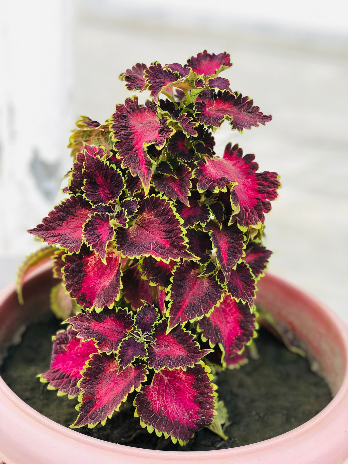 Painted Nettle plant foliage — painted nettle light requirements guide