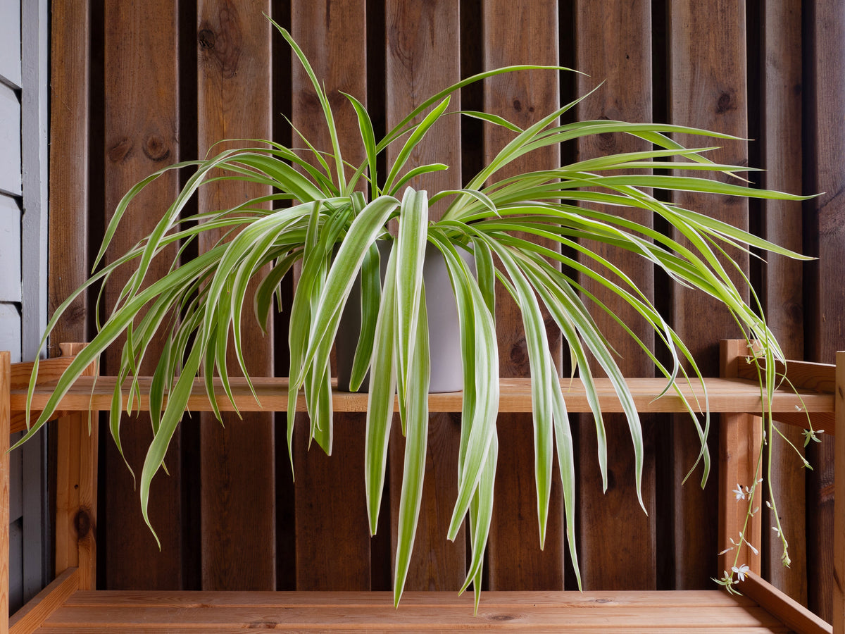 Spider Plant plant foliage — spider plant light requirements guide