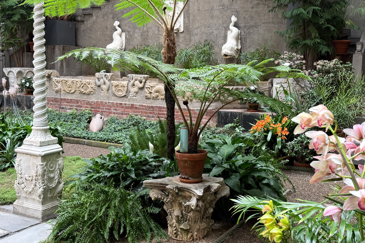 Is Distilled Water Worth It for Houseplants? The Honest Answer, BabaBerry watering guide