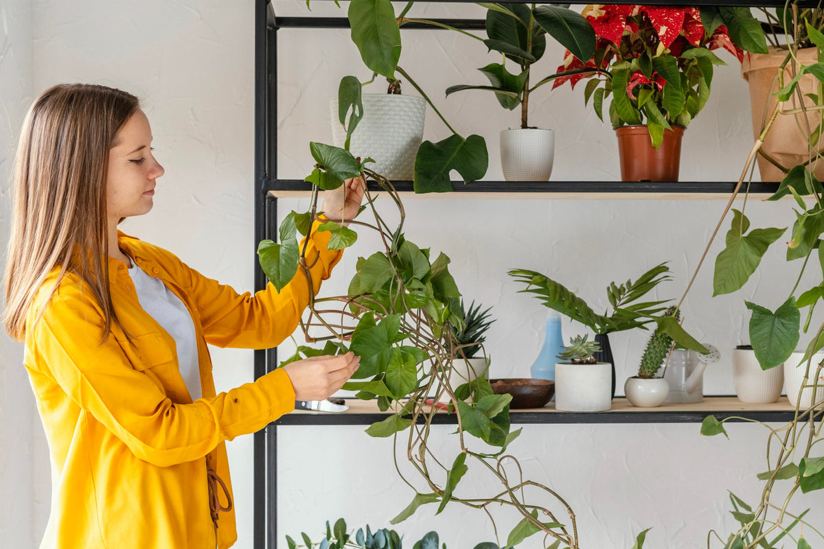 Sunburn on Houseplants: What It Looks Like, BabaBerry watering guide
