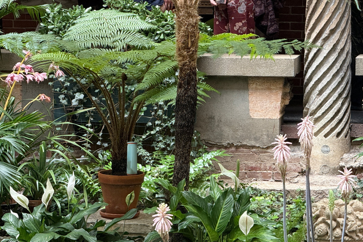 How Long Can Plants Go Without Water?