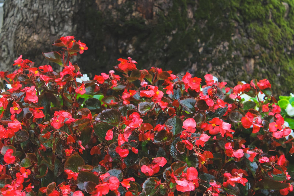 Begonia plant foliage — begonia light requirements guide