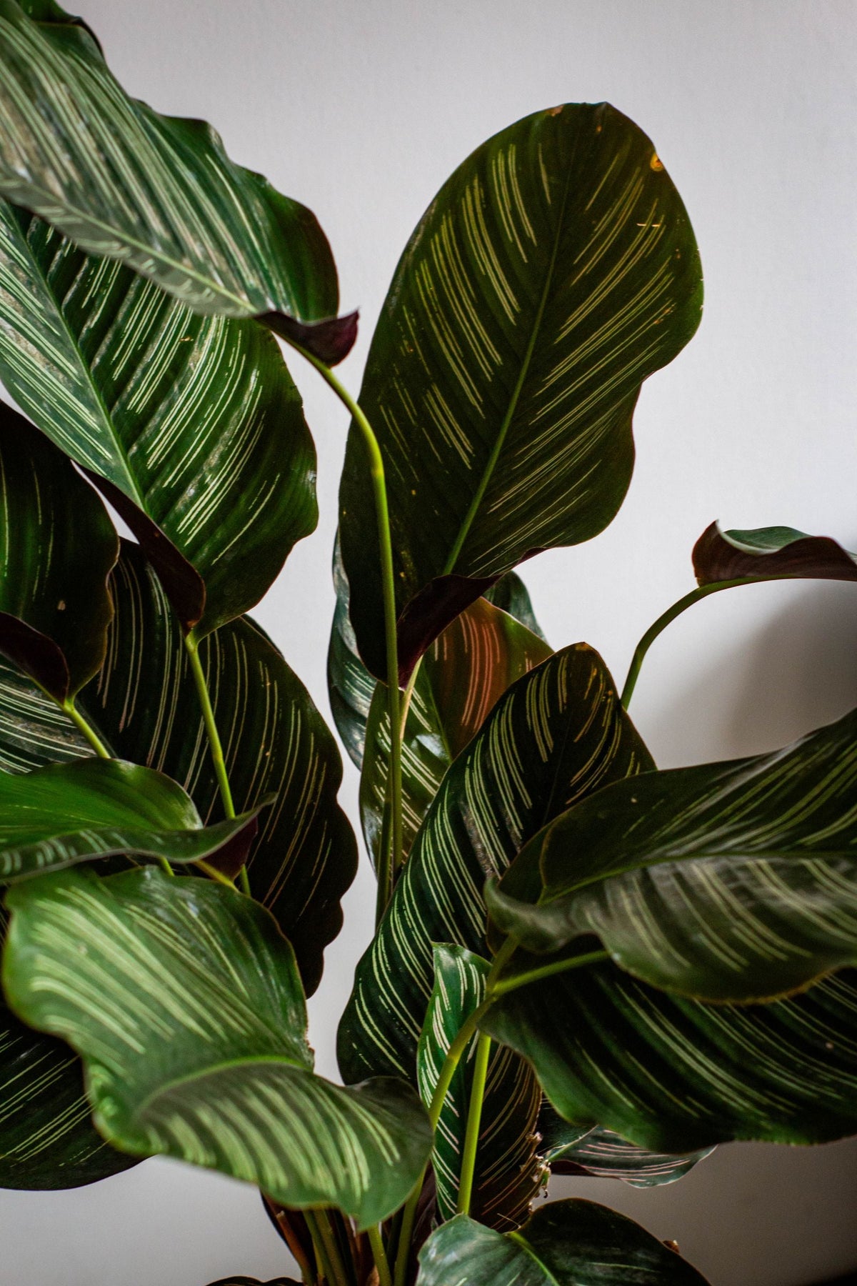 Why Does My Houseplant Soil Smell Bad?, BabaBerry watering guide