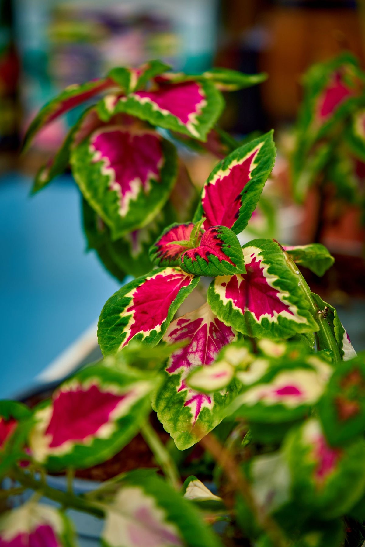 Painted Nettle Care plant, BabaBerry care guide