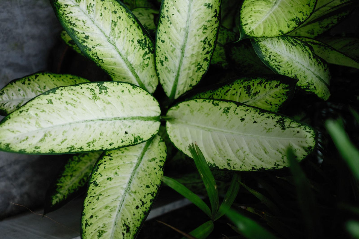 Dieffenbachia (Dumb Cane) Care plant, BabaBerry care guide