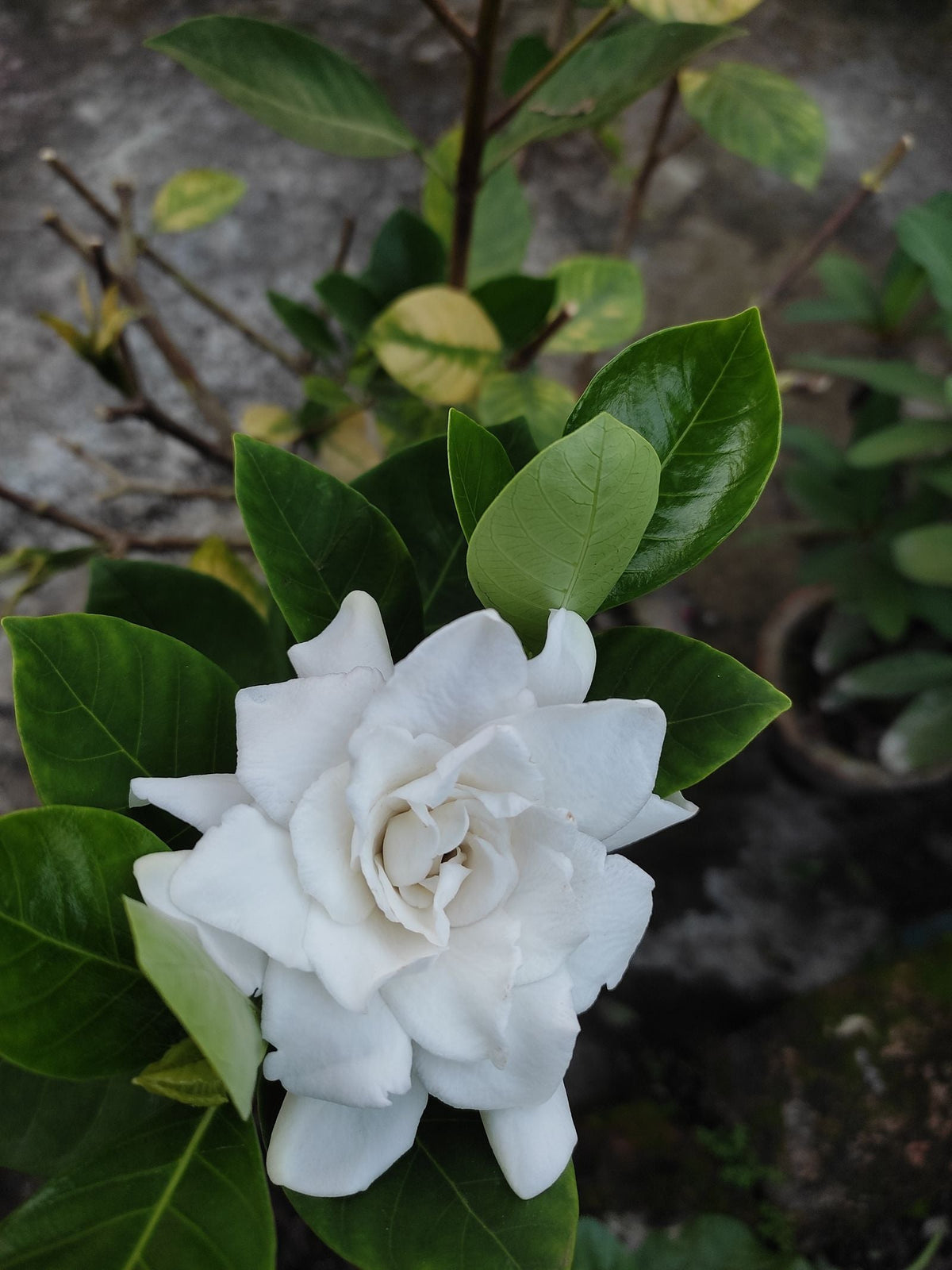How Often to Water a Gardenia, BabaBerry plant guide