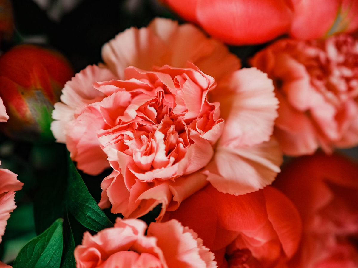 Dianthus Growing Guide plant, BabaBerry care guide