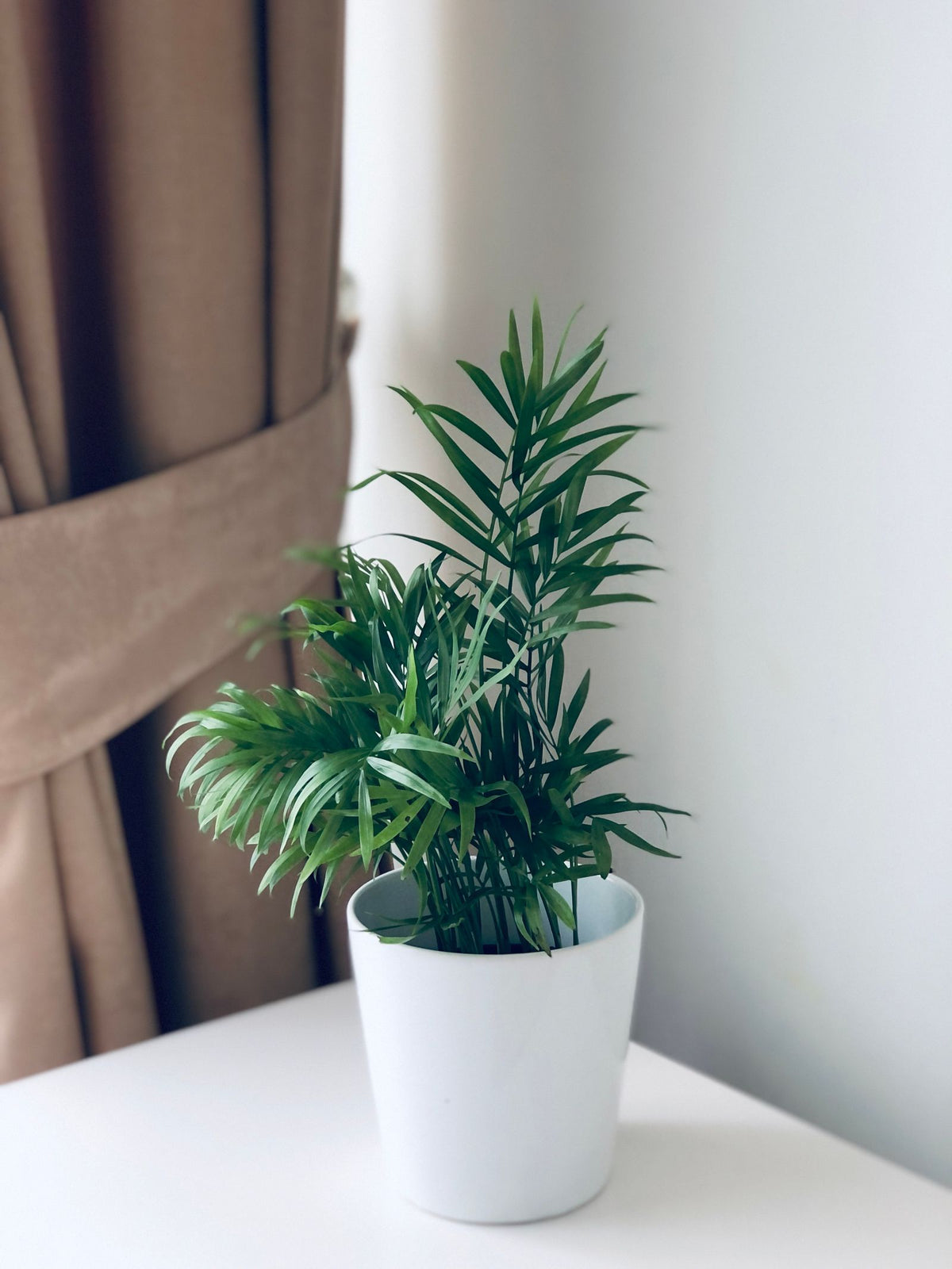 How Often to Water a Parlor Palm, BabaBerry plant guide
