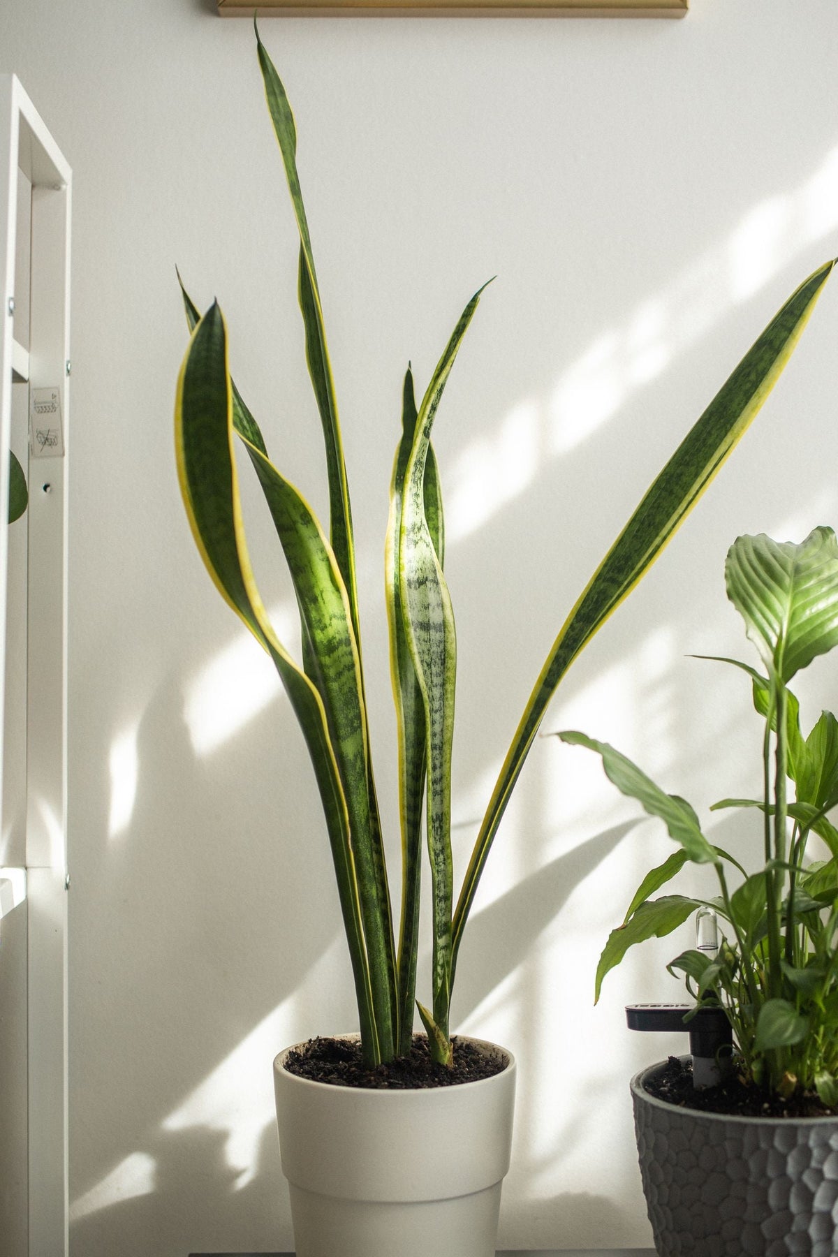 What Time of Day Should You Water Plants?, BabaBerry watering guide