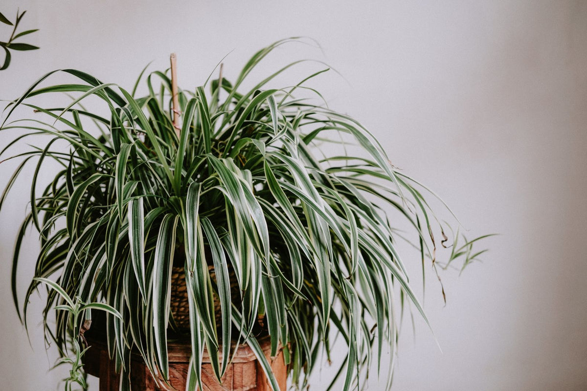 The Finger Test vs Moisture Meters: Which to Trust, BabaBerry watering guide