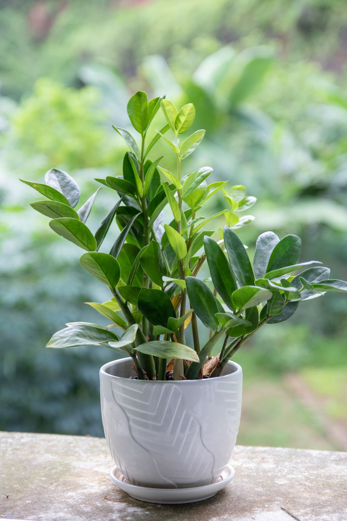 Which Window Direction Is Best for Houseplants?, BabaBerry