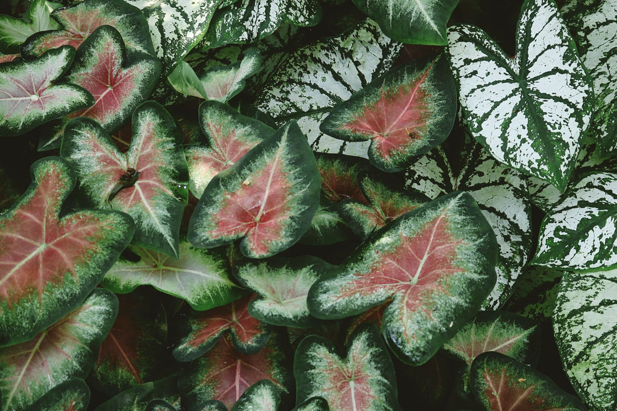 How Big Do Caladiums Get? Size and Growth Rate plant, BabaBerry care guide