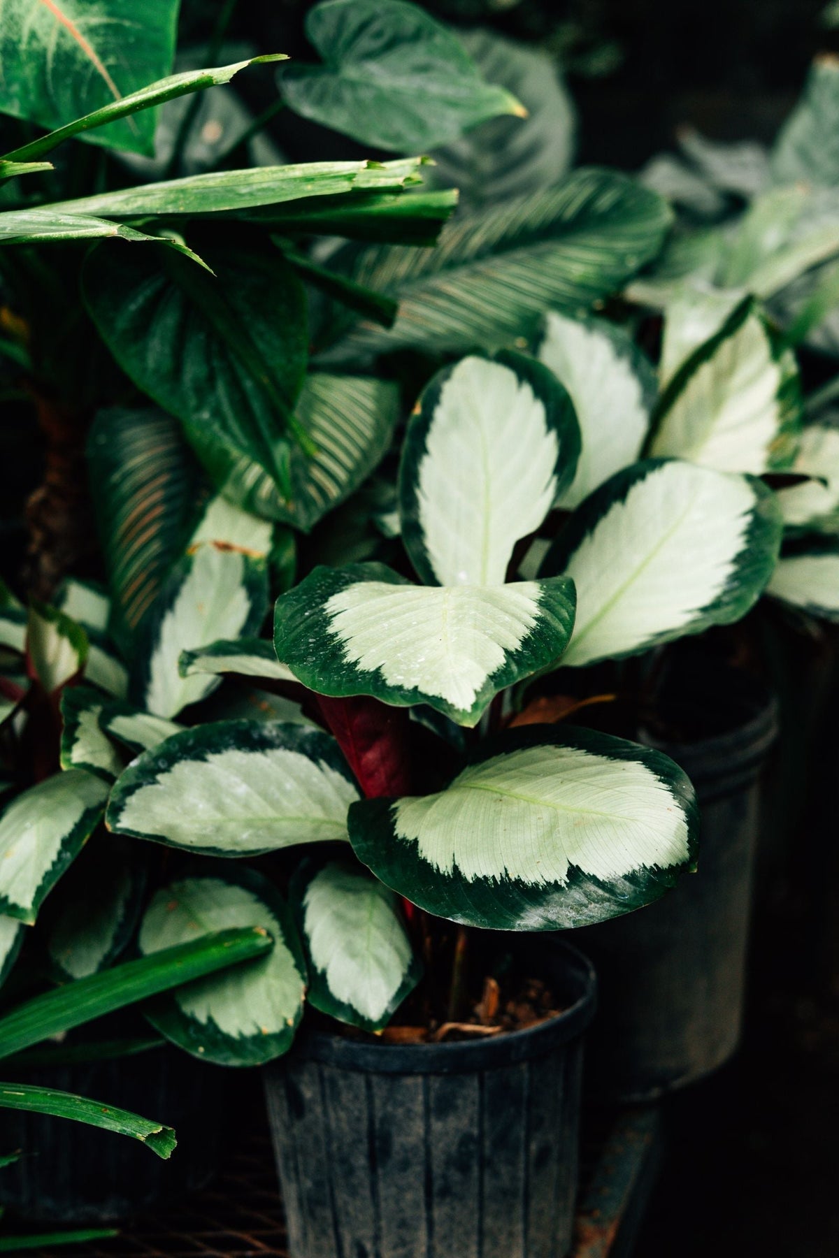 Why Is My Calathea Getting Brown Edges? A Complete Diagnosis