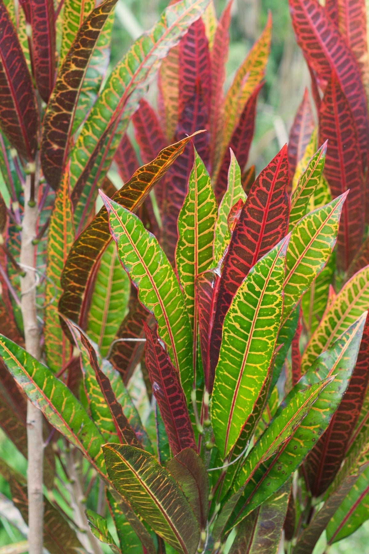 Why Are My Croton's Colors Fading?