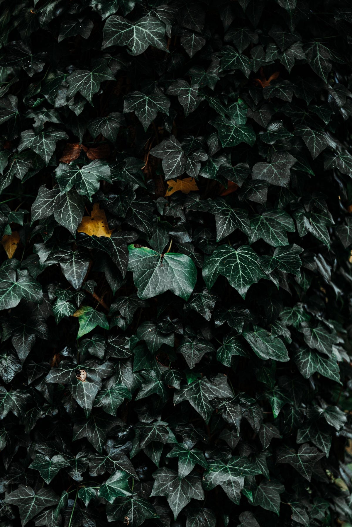 How Often to Water English Ivy, BabaBerry plant guide