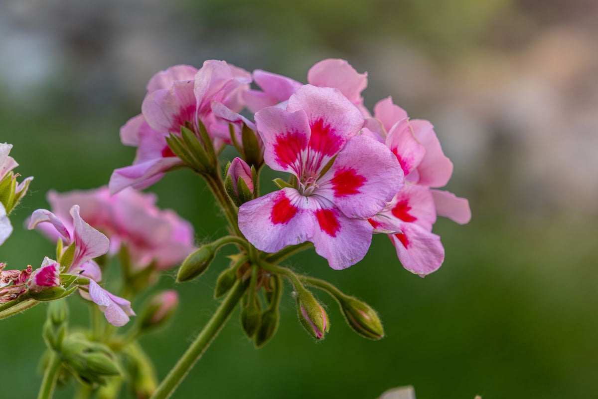 Watering Geraniums, BabaBerry plant guide