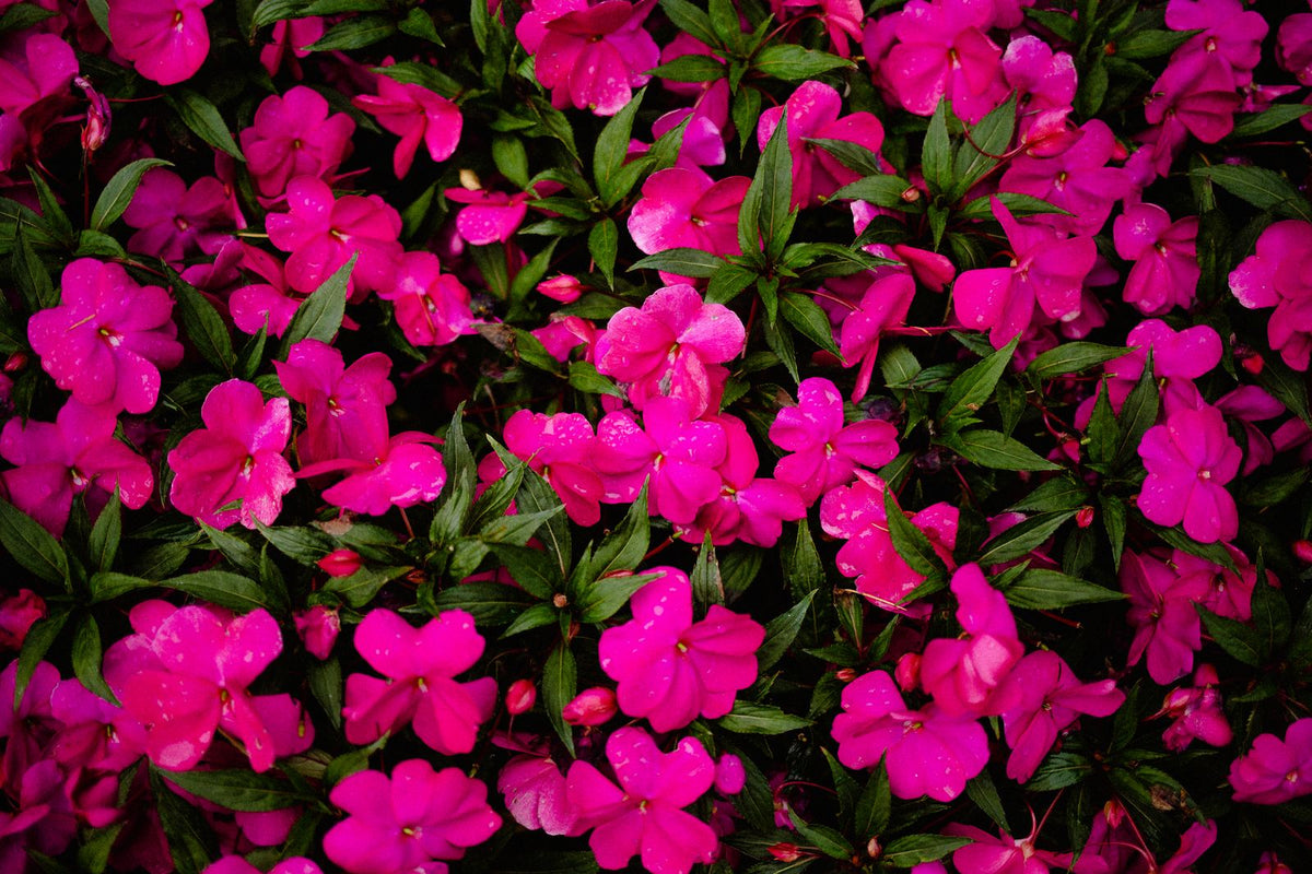 How Tall Do Impatiens Get? Size and Spread plant, BabaBerry care guide