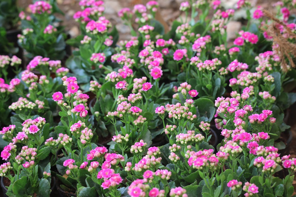 How Often to Water a Kalanchoe, BabaBerry plant guide