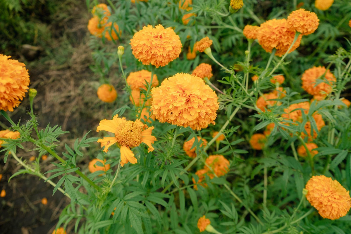 Tagetes plant foliage — tagetes light requirements guide