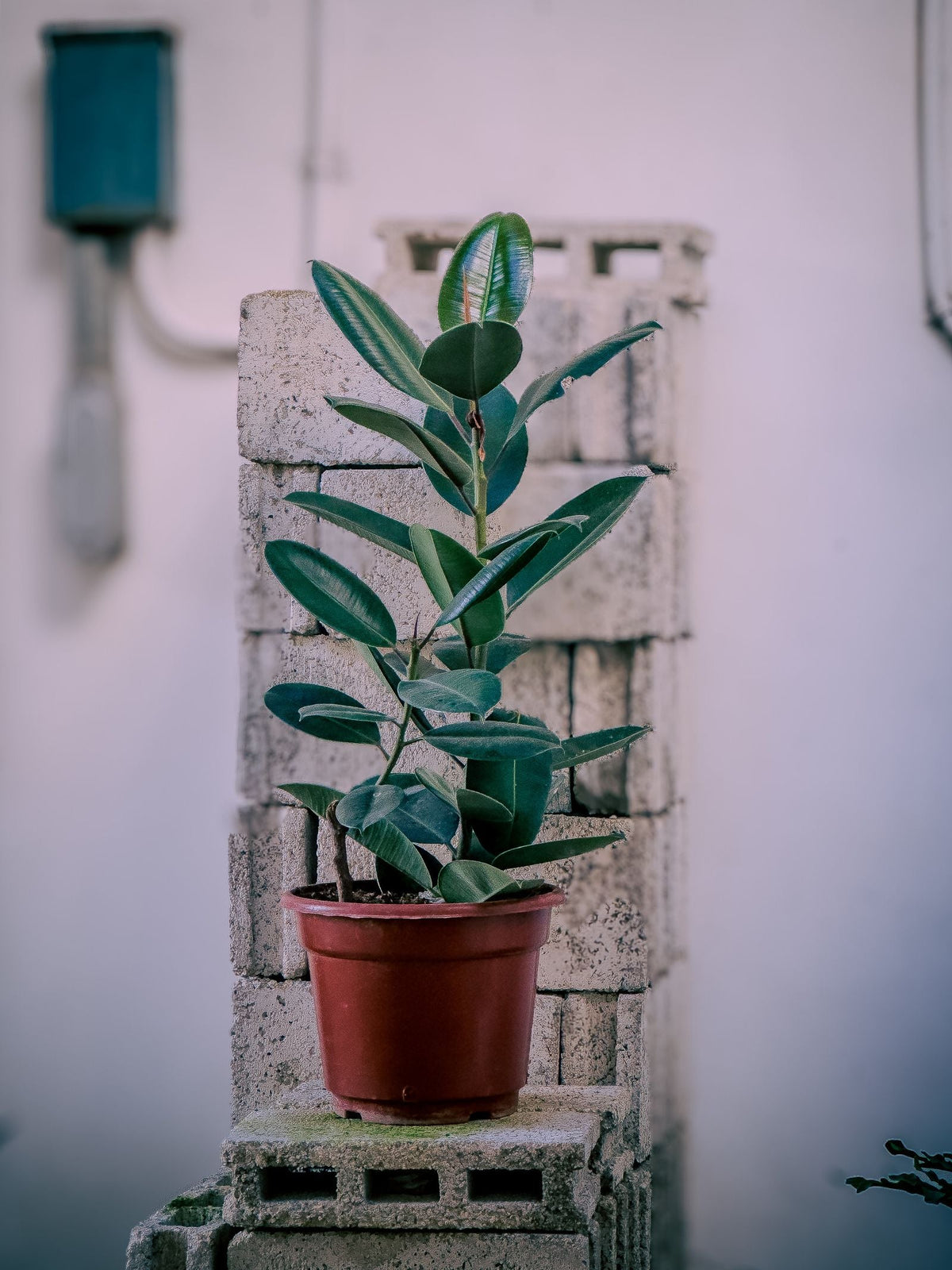 Fiddle Leaf Fig vs Rubber Plant: Which Should You Choose?