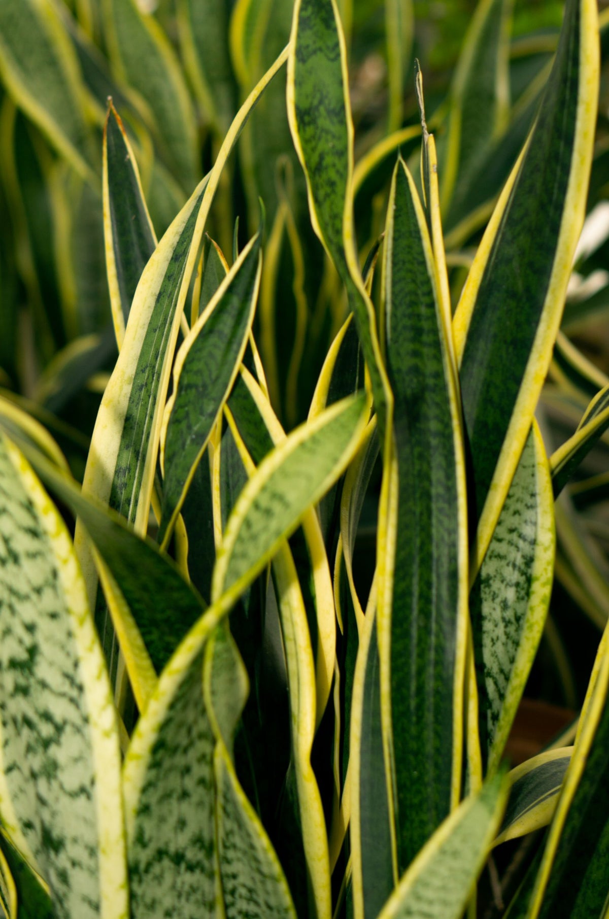How to Repot a Snake Plant Without Damaging the Rhizomes