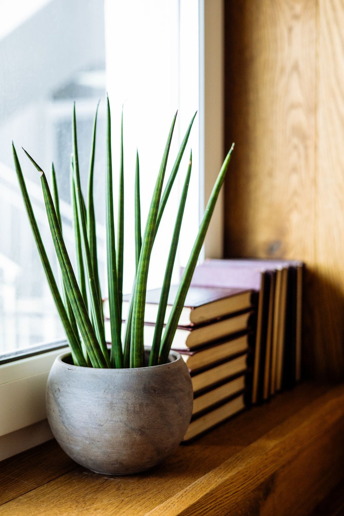 How Often to Water a Spear Sansevieria, BabaBerry plant guide