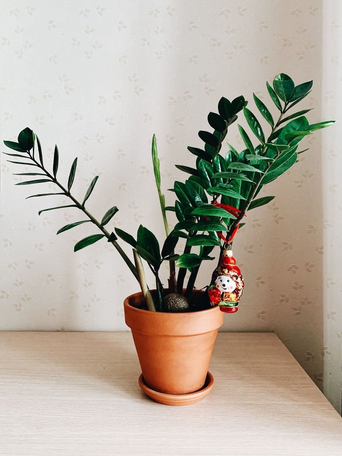 ZZ Plant Yellow Leaves: Overwatering or Normal?
